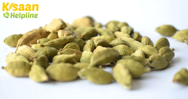 यहां तक कि "मसालों की रानी" के लिए भी कोविड-19 एक कठिन समय है यहां तक कि "मसालों की रानी" के लिए भी कोविड-19 एक कठिन समय है